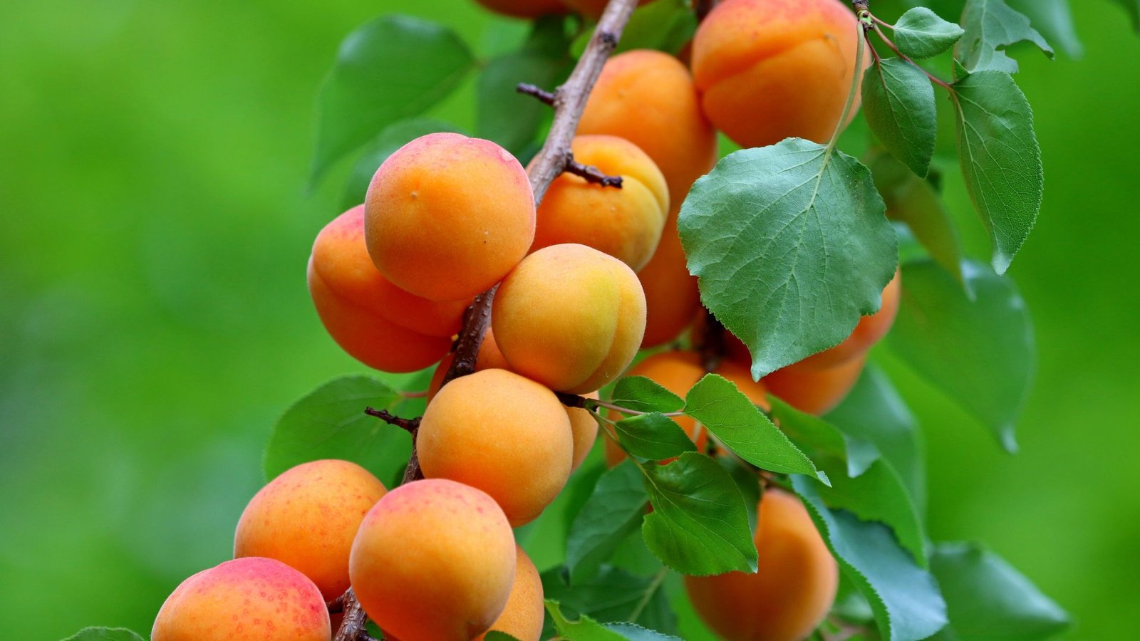 Apricot Oil