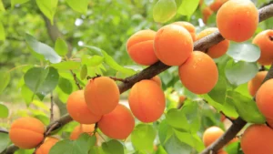 Oaktree Naturals Apricot Oil