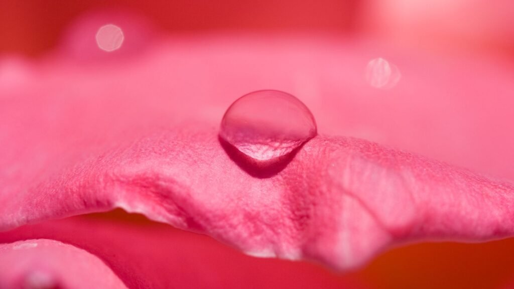Organic Rose Water