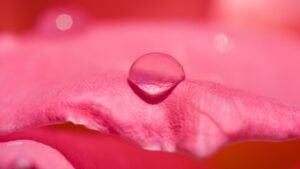 Organic Rose Water