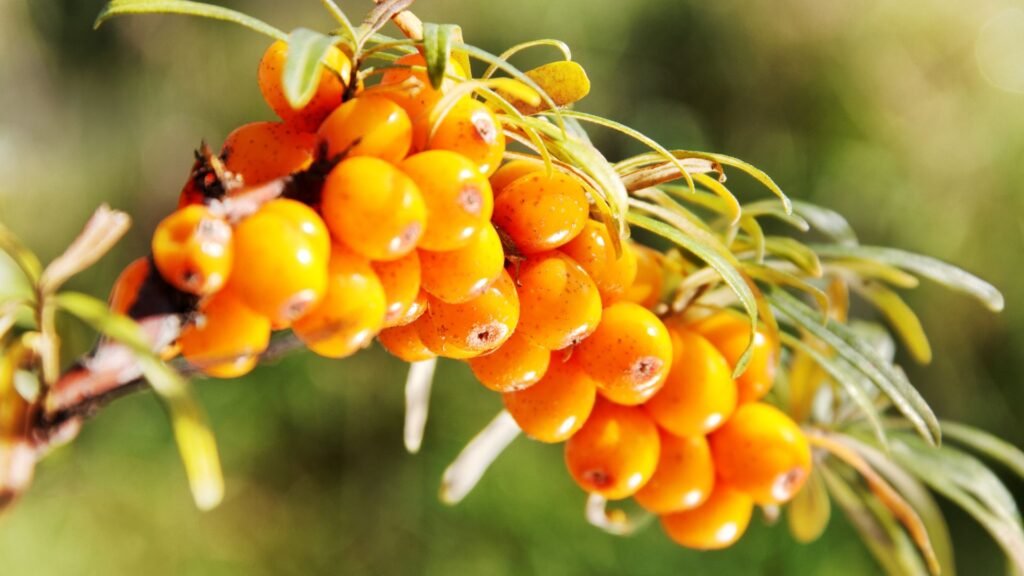 Sea Buckthorn Body Lotion