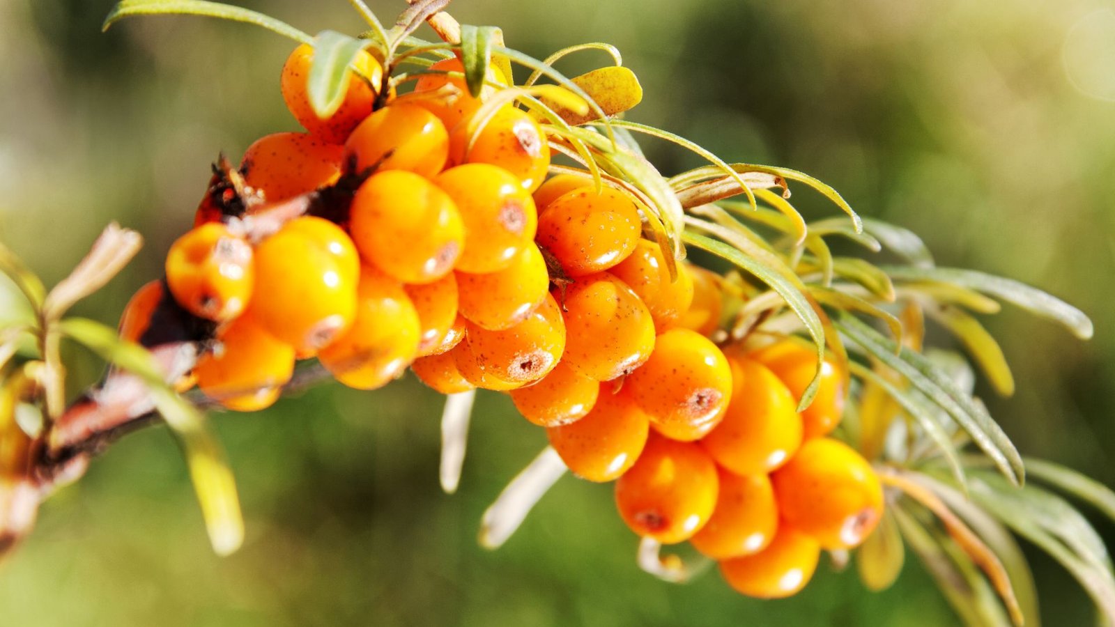 Sea Buckthorn Body Lotion